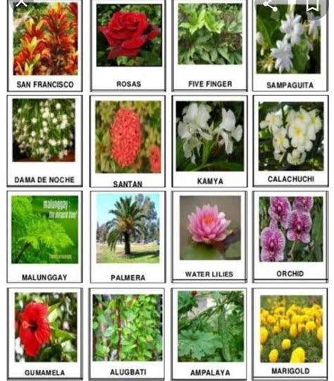 HALAMANG ORNAMENTAL .